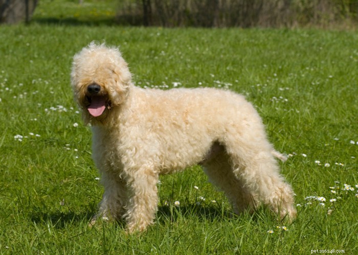 Soft‑Coated Wheaten Terrier: A Friendly, Playful Companion