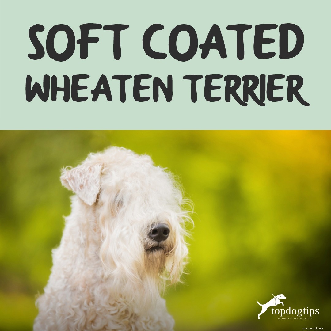 Soft‑Coated Wheaten Terrier: A Friendly, Playful Companion