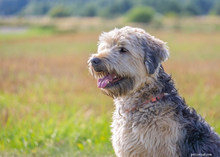 Soft‑Coated Wheaten Terrier: A Friendly, Playful Companion