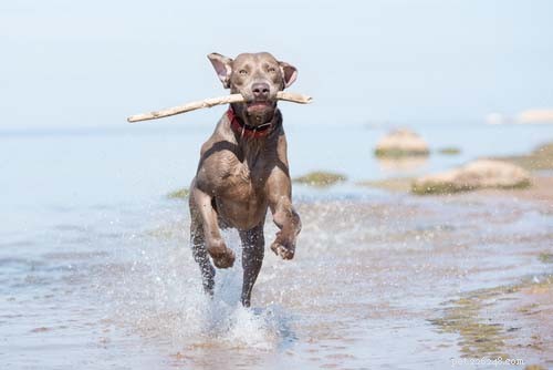 Top 10 Dogs Perfect for Running Together