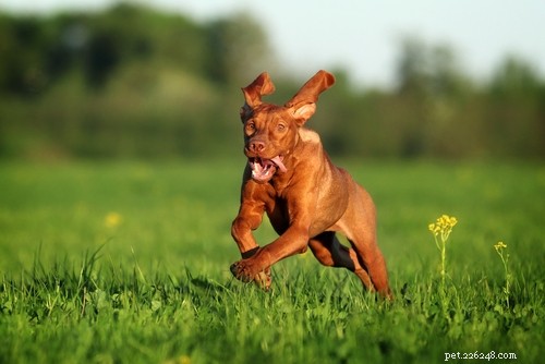 Top 10 Dogs Perfect for Running Together