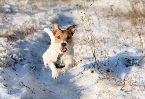 Top 10 Dogs Perfect for Running Together