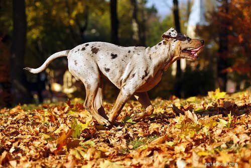 Top 10 Dogs Perfect for Running Together