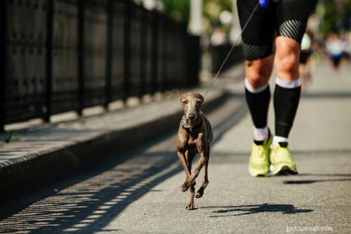 Top 10 Dogs Perfect for Running Together