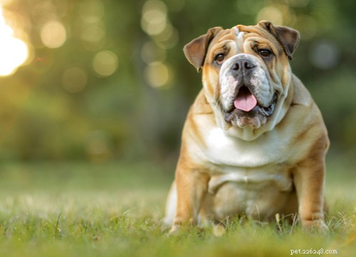 Explore the Top 7 Wrinkly Dog Breeds: Care Tips & Charming Looks