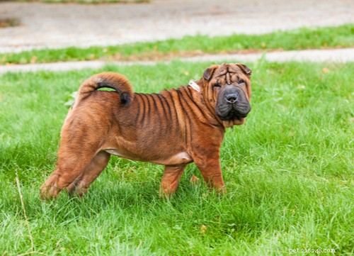 Explore the Top 7 Wrinkly Dog Breeds: Care Tips & Charming Looks
