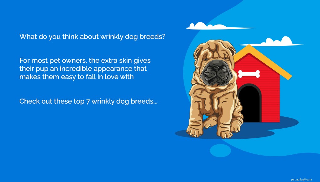 Explore the Top 7 Wrinkly Dog Breeds: Care Tips & Charming Looks
