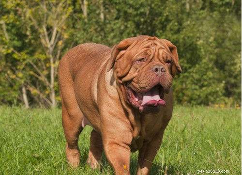 Explore the Top 7 Wrinkly Dog Breeds: Care Tips & Charming Looks