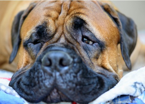 Explore the Top 7 Wrinkly Dog Breeds: Care Tips & Charming Looks