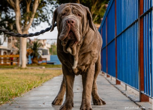 Explore the Top 7 Wrinkly Dog Breeds: Care Tips & Charming Looks