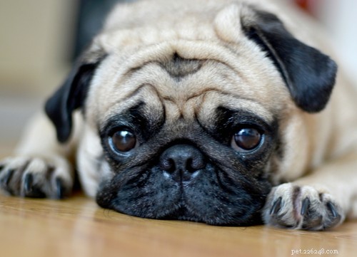 Explore the Top 7 Wrinkly Dog Breeds: Care Tips & Charming Looks