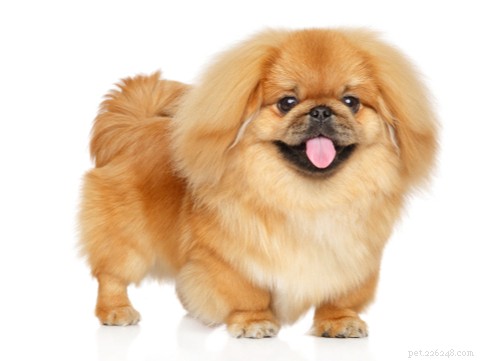 Explore the Top 7 Wrinkly Dog Breeds: Care Tips & Charming Looks