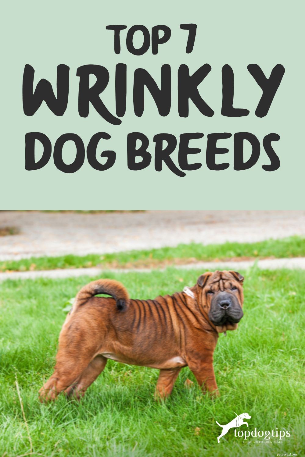 Explore the Top 7 Wrinkly Dog Breeds: Care Tips & Charming Looks