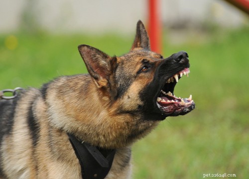2021 U.S. Dog Bite Statistics: Comparing 19 Breeds for Safety Insights