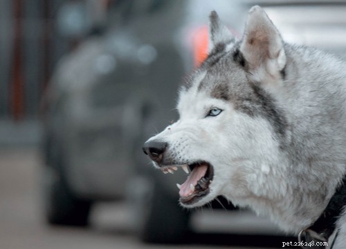 2021 U.S. Dog Bite Statistics: Comparing 19 Breeds for Safety Insights