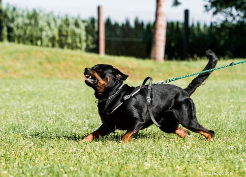 2021 U.S. Dog Bite Statistics: Comparing 19 Breeds for Safety Insights