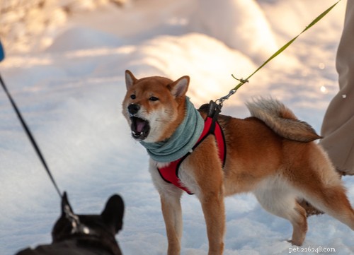 2021 U.S. Dog Bite Statistics: Comparing 19 Breeds for Safety Insights