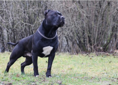 2021 U.S. Dog Bite Statistics: Comparing 19 Breeds for Safety Insights
