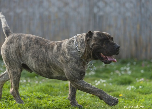2021 U.S. Dog Bite Statistics: Comparing 19 Breeds for Safety Insights