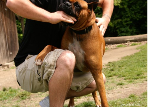 2021 U.S. Dog Bite Statistics: Comparing 19 Breeds for Safety Insights