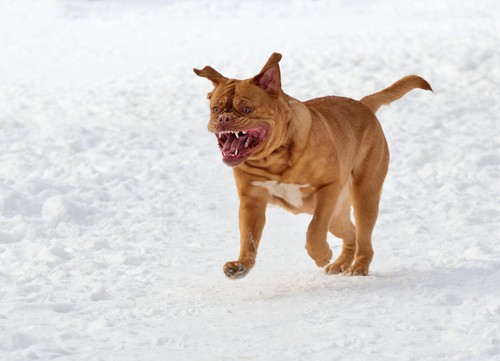 2021 U.S. Dog Bite Statistics: Comparing 19 Breeds for Safety Insights
