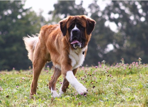 2021 U.S. Dog Bite Statistics: Comparing 19 Breeds for Safety Insights