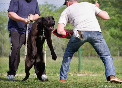 2021 U.S. Dog Bite Statistics: Comparing 19 Breeds for Safety Insights