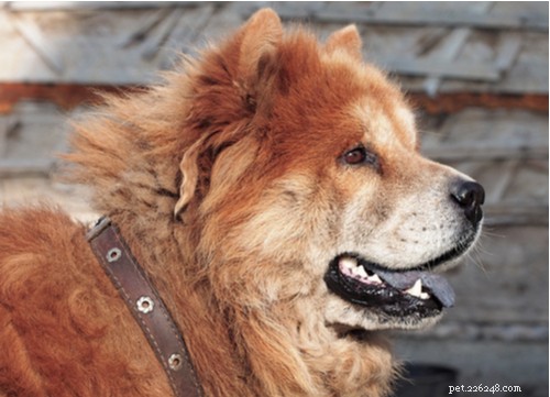 2021 U.S. Dog Bite Statistics: Comparing 19 Breeds for Safety Insights