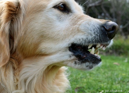 2021 U.S. Dog Bite Statistics: Comparing 19 Breeds for Safety Insights