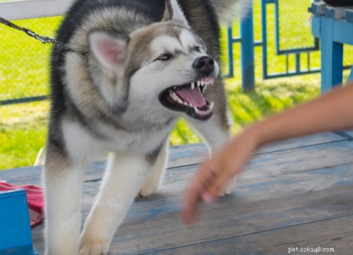 2021 U.S. Dog Bite Statistics: Comparing 19 Breeds for Safety Insights