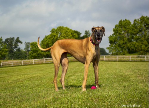 2021 U.S. Dog Bite Statistics: Comparing 19 Breeds for Safety Insights