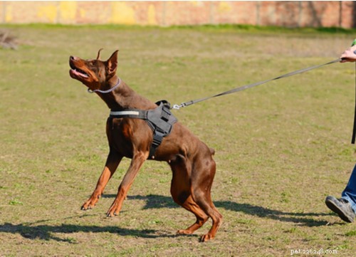 2021 U.S. Dog Bite Statistics: Comparing 19 Breeds for Safety Insights