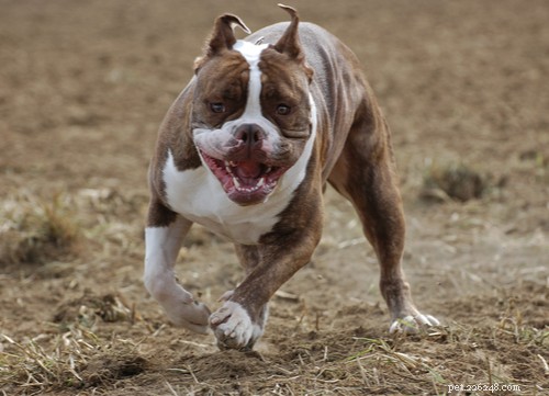 2021 U.S. Dog Bite Statistics: Comparing 19 Breeds for Safety Insights