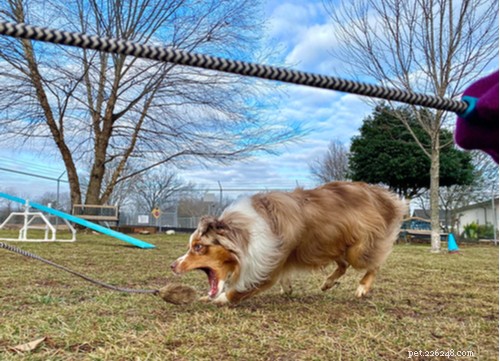 2021 U.S. Dog Bite Statistics: Comparing 19 Breeds for Safety Insights