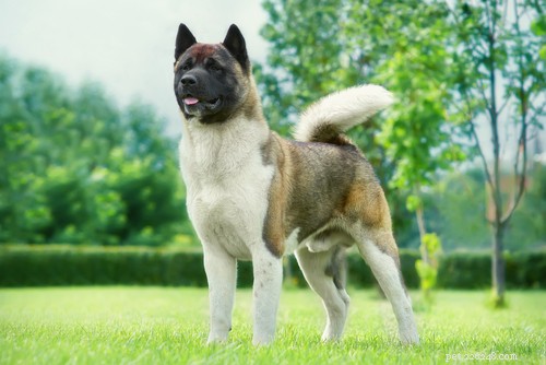 Top 20 Most Dangerous Dog Breeds: A Safety Guide
