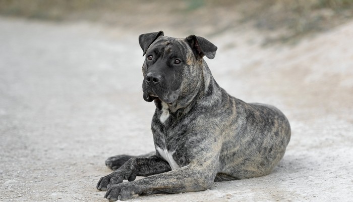 Top 20 Most Dangerous Dog Breeds: A Safety Guide
