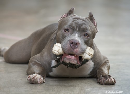 Top 20 Most Dangerous Dog Breeds: A Safety Guide