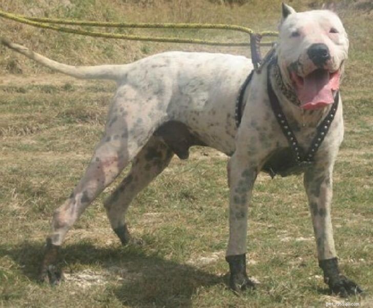 Top 20 Most Dangerous Dog Breeds: A Safety Guide