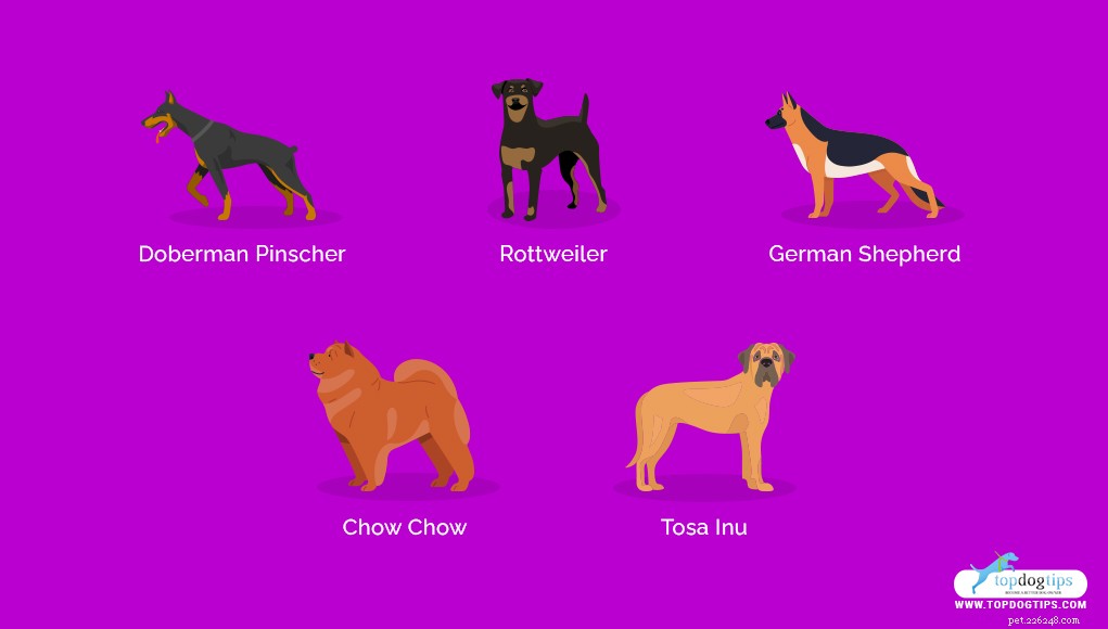 Top 20 Most Dangerous Dog Breeds: A Safety Guide