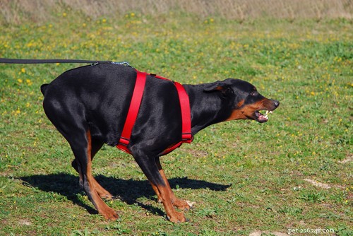 Top 20 Most Dangerous Dog Breeds: A Safety Guide