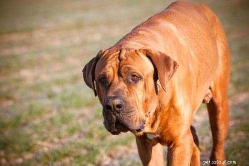 Top 20 Most Dangerous Dog Breeds: A Safety Guide