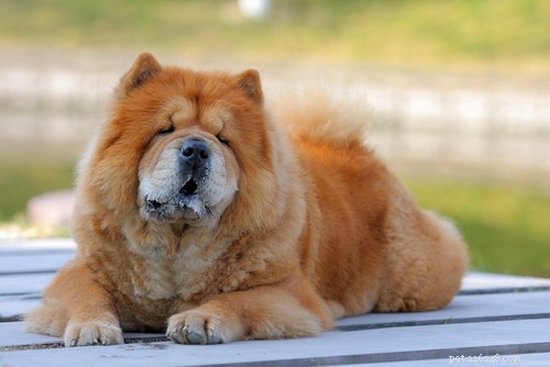 Top 20 Most Dangerous Dog Breeds: A Safety Guide