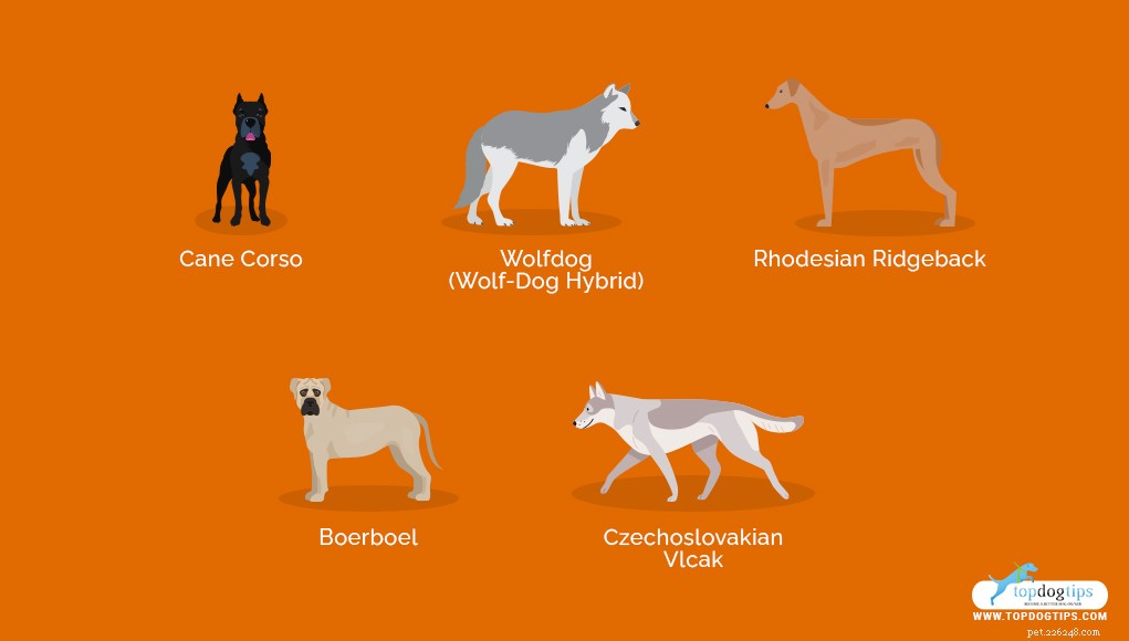 Top 20 Most Dangerous Dog Breeds: A Safety Guide
