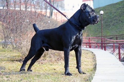 Top 20 Most Dangerous Dog Breeds: A Safety Guide