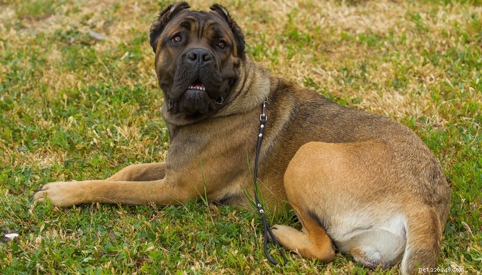 Top 20 Most Dangerous Dog Breeds: A Safety Guide