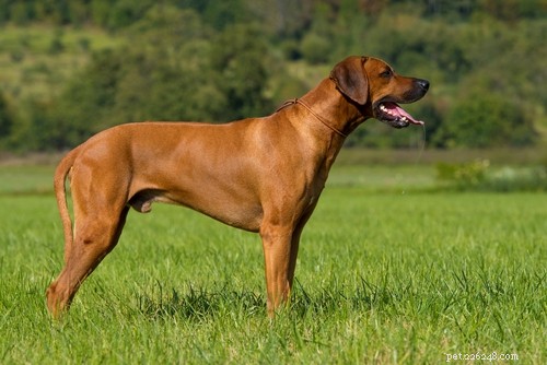 Top 20 Most Dangerous Dog Breeds: A Safety Guide