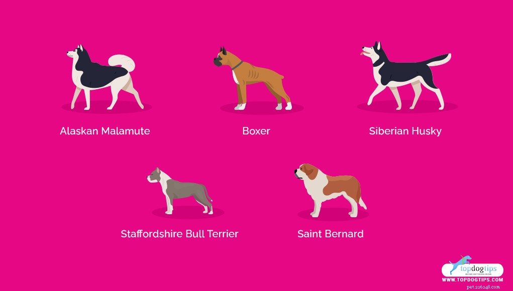 Top 20 Most Dangerous Dog Breeds: A Safety Guide