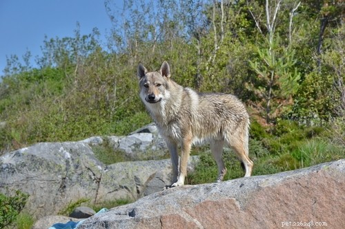 Top 20 Most Dangerous Dog Breeds: A Safety Guide