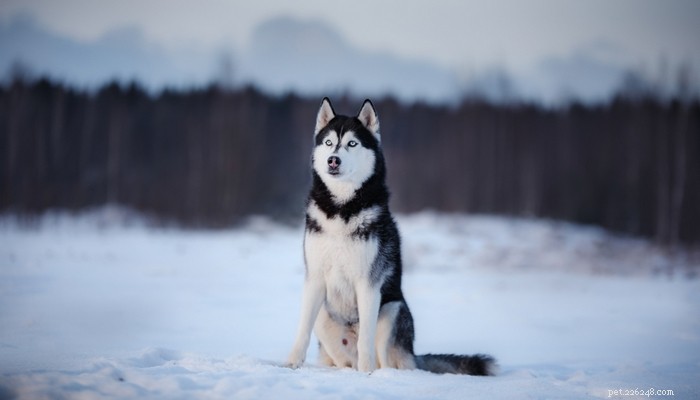 Top 20 Most Dangerous Dog Breeds: A Safety Guide