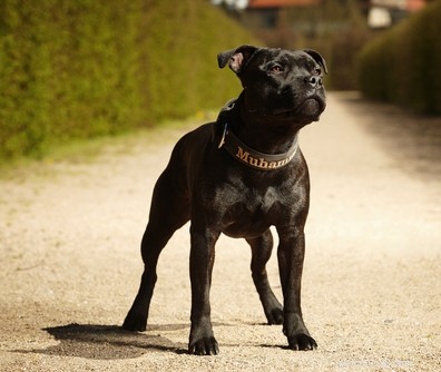Top 20 Most Dangerous Dog Breeds: A Safety Guide